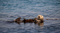 Sea Otter adult Morro Bay