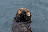 Sea Otter pup Morro Bay