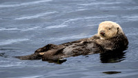 Southern Sea Otter Morro Bay