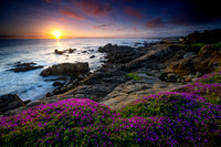 Monterey Otter Point Sunrise