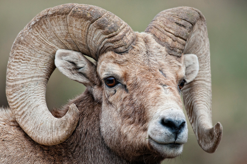 Zenfolio | Rocky Mountain National Park Photos - Photo Tours