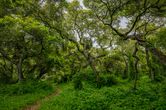 Los Osos Oaks 1