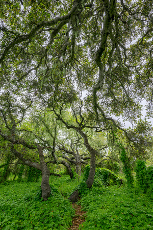 Los Osos Oaks 2