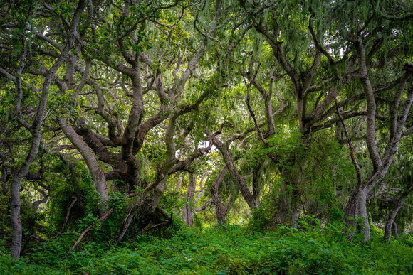 Los Osos Oaks State Reserve 2