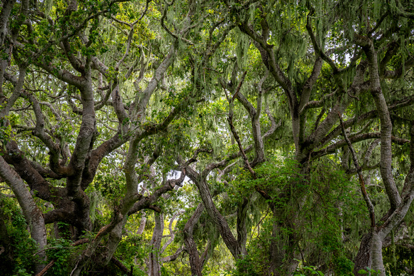 Los Osos Oaks State Reserve 3