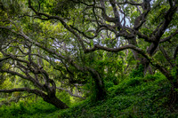 Los Osos Oaks State Reserve