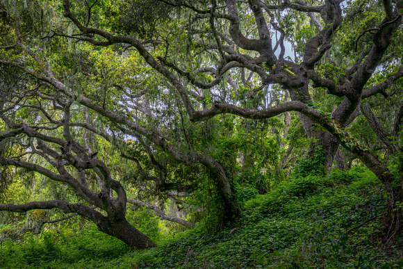 Los Osos Oaks State Reserve