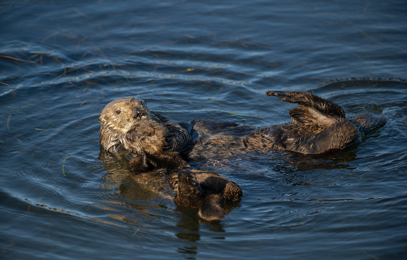 Southern Sea Otter holding pup