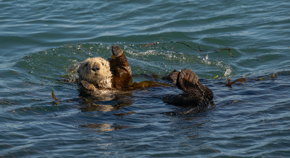 Sea Otter Free Hugs Morro Bay