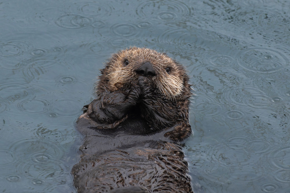 Sea Otter pup Morro Bay