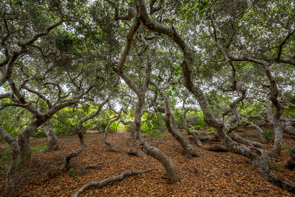 Elfin Forest Los Osos Grove